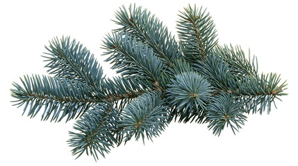 Isolated fresh coniferous branch with blue-green needles for winter, Christmas, and seasonal decor. © Niamh