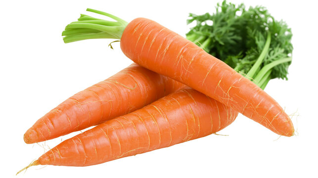 Isolated fresh organic carrots with vibrant green tops, raw and healthy vegetable food ingredients