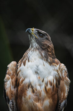 Red-tailed hawk (Buteo jamaicensis)
