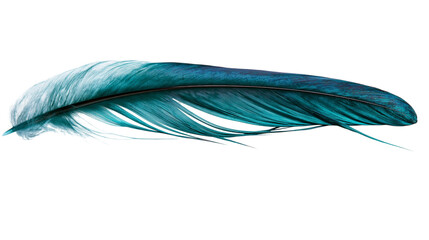Isolated beautiful elegant blue and green bird feather with vibrant iridescent colors © Niamh