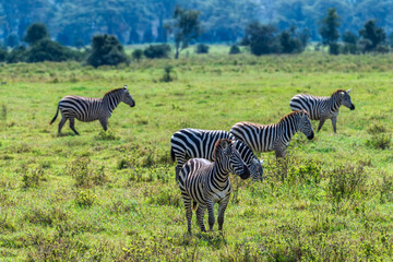 Fototapeta premium A herd of Plains zebra -Equus quagga- grazing in Lake Nakamuru national park in Kenya