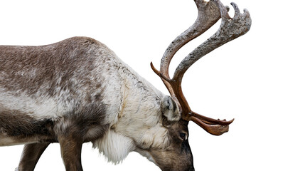 Isolated reindeer with impressive antlers bending down, captured in a natural pose © Niamh