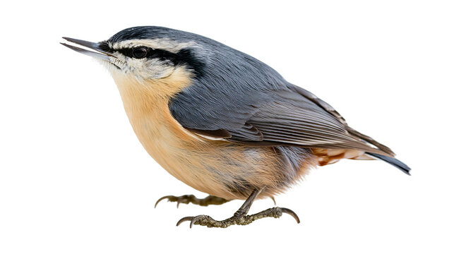 Isolated nuthatch bird with distinctive blue-grey plumage and orange breast, facing left