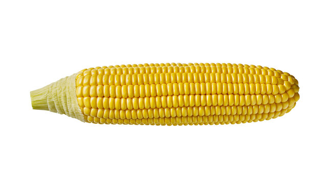 Isolated fresh sweet yellow corn on the cob, a healthy and delicious vegetable ingredient.