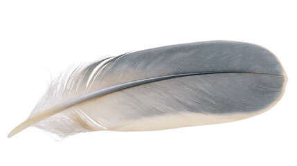 Isolated elegant natural avian feather in subtle grey and cream tones, perfect detail © Niamh