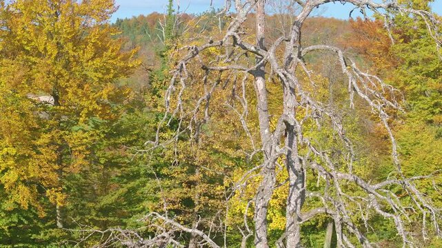 AERIAL: Old, weathered fruit tree reveals a maze of dry, twisting branches against a rich backdrop of golden autumn forest foliage. Bare trunk stands in striking contrast to the colourful woodland.