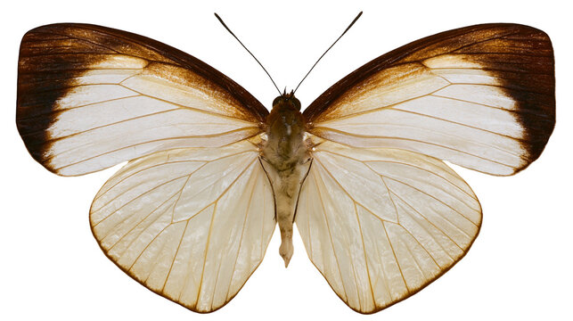 Isolated beautiful tropical butterfly specimen with striking brown and white spread wings