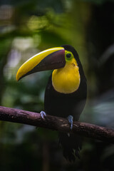 Yellow-throated toucan (Ramphastos ambiguus) © JuanPablo