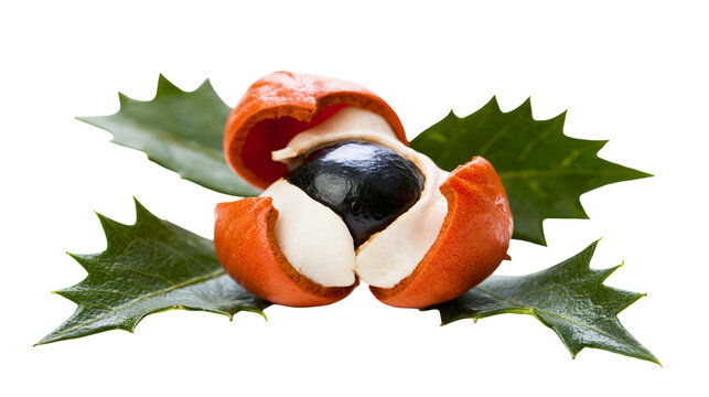 Isolated opened guarana fruit with black seed and white aril on spiky green leaves