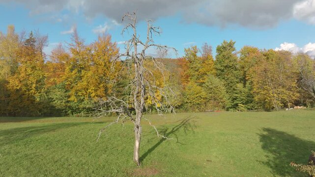 AERIAL: Solitary old fruit tree rises from a green pasture, surrounded by sunlit forest in vibrant autumn shades. Bare branches stretch into a bright blue sky as a long shadow falls across the meadow.