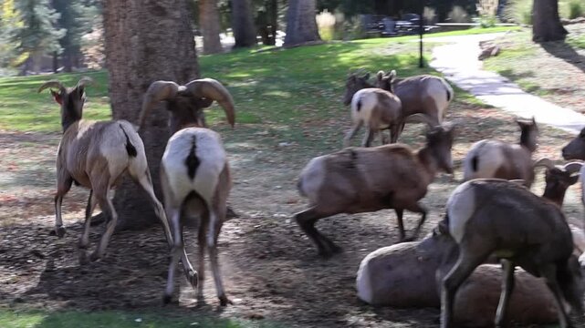 Bighorn sheep ram with ewes during the rut.