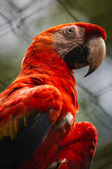 Scarlet macaw (Ara macao) © JuanPablo