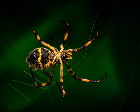 spider on the web