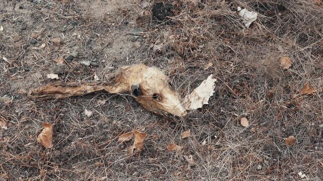 Decomposed animal skull and head remains lying on dry ground outdoors