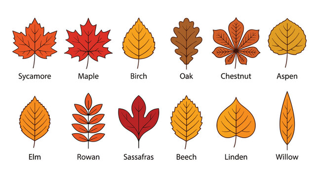 Set of various autumn tree leaves icons in flat vector style including sycamore maple birch oak chestnut aspen elm rowan sassafras beech linden willow