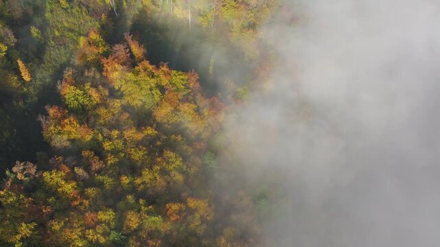 AERIAL TOP DOWN: Warm autumn colors glow along forest while dense white fog drifts through the valley and patches of sunlight reveal golden treetops through mist. Atmospheric morning in rural Slovenia