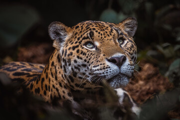Jaguar (Panthera onca)  © JuanPablo