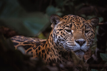 Jaguar (Panthera onca)  © JuanPablo