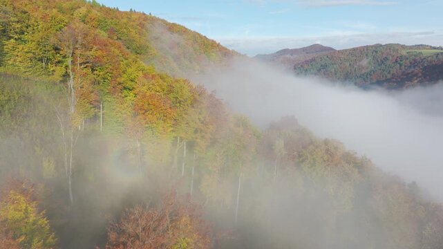 AERIAL: Colourful autumn hillside fades gently into thick morning fog, with distant wooded ridges rising above mist. Golden and green trees line the slope beneath pale blue sky. Quiet morning in fall.