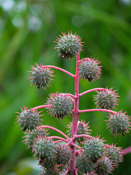 Castor bean plant in natural environment