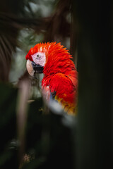 Scarlet macaw (Ara macao) © JuanPablo