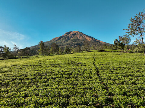 Aerial view of Sikatok Tea Plantation with lush green tea bushes and a majestic mountain peak under a clear blue sky in Kecamatan Kejajar, Jawa Tengah, Indonesia.