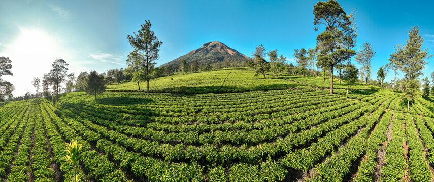 Aerial view of Sikatok Tea Plantation with lush green tea bushes, scattered trees, and a mountain in the background under a clear sky in Kecamatan Kejajar, Jawa Tengah, Indonesia.