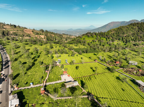 Aerial view of Sikatok Tea Plantation with lush green tea fields, wooden walkways, and rolling hills under a clear blue sky in Kecamatan Kejajar, Jawa Tengah, Indonesia.