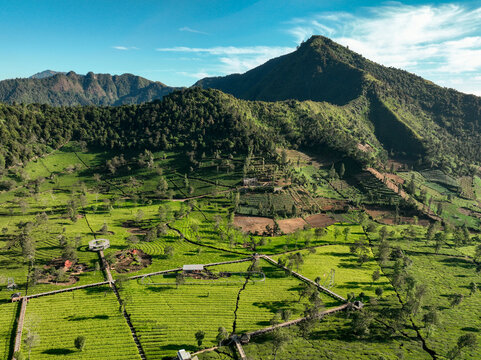 Aerial view of Sikatok Tea Plantation with lush green tea fields, wooden walkways, and mountainous terrain under a clear blue sky in Kecamatan Kejajar, Jawa Tengah, Indonesia.