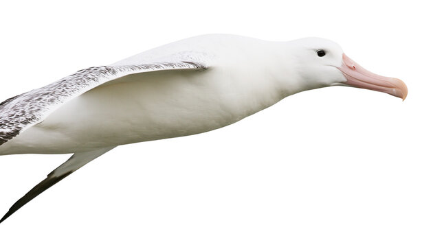 Isolated majestic albatross in flight, an elegant powerful ocean seabird soaring gracefully