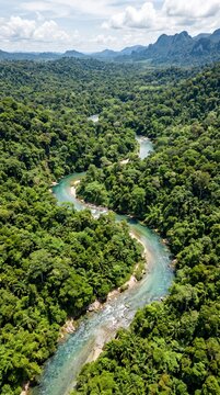 Tropical river jungle