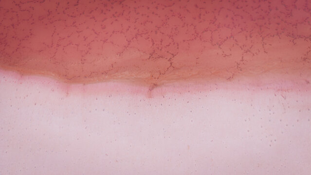 Aerial view of the vibrant pink waters and intricate salt crust patterns of Hutt Lagoon in Yallabatharra, Western Australia, Australia.