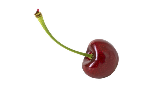 Isolated fresh sweet juicy single ripe red cherry fruit with a vibrant long green stem
