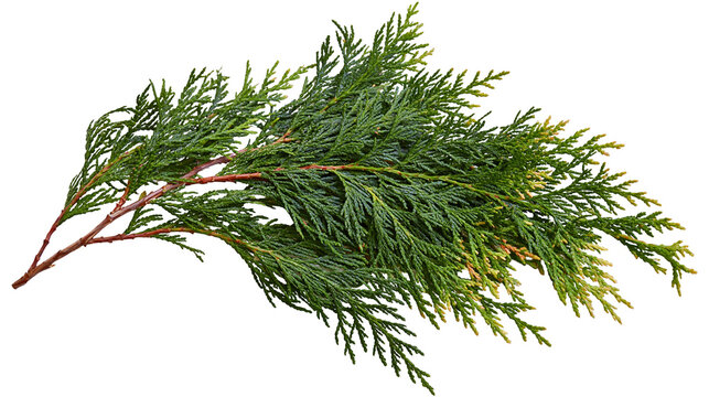 Isolated fresh evergreen arborvitae branch with dense green foliage, a natural botanical element