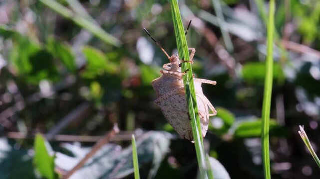 Stink Bug Clinging to Blade of Grass in Wind Macro Video