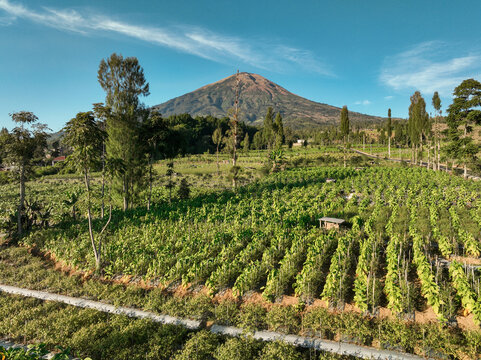 Aerial view of lush green tobacco fields stretching towards a majestic mountain under a clear blue sky in Kecamatan Ngadirejo, Jawa Tengah, Indonesia.
