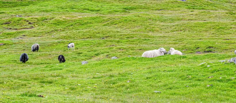 Sheep Grazing on Eysturoy