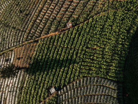 Aerial view of Glapansari Tobacco Plantation with lush green rows of crops and small farm structures in the hilly landscape of Parakan, Central Java, Indonesia.
