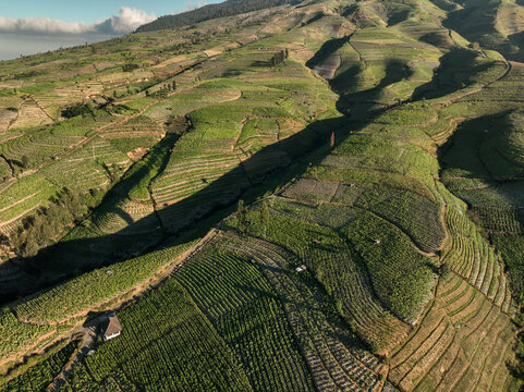 Aerial view of Glapansari Tobacco Plantation with lush green terraced fields and rolling hills in the rural landscape of Parakan, Central Java, Indonesia.