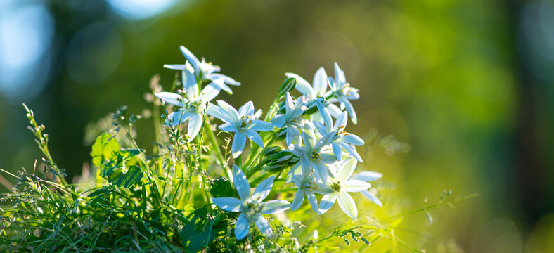 Wildflowers with spring greenery. White wildflowers in green meadow. White wildflowers with sunlight bokeh. White wildflowers for floral design.