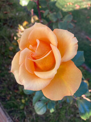 Single beautiful apricot coloured rose flower head in full bloom © Steve Lovegrove