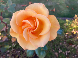 Single beautiful apricot coloured rose flower head in full bloom © Steve Lovegrove