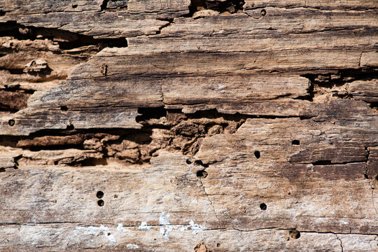 Rotten timber with termite damage. Termite control for damaged wood. Old wood with termite tunnels. Termite damage in splintered timber.