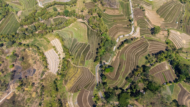 Aerial view of terraced rice fields with a winding road cutting through the lush agricultural landscape and palm trees in Salatiga, Central Java, Indonesia.