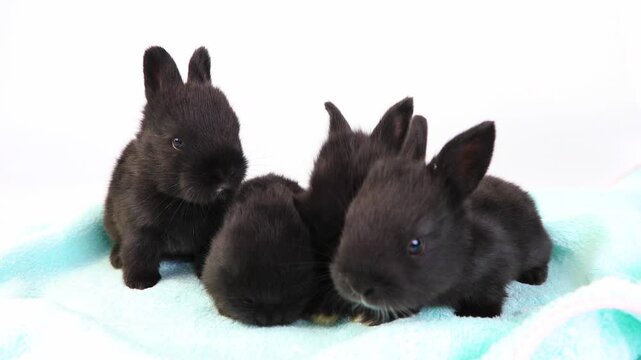 A group of lovely black bunny easter fluffy baby rabbits sitting pplaying and sleeping in warm soft blue blanket on white background. Animal winter concept.