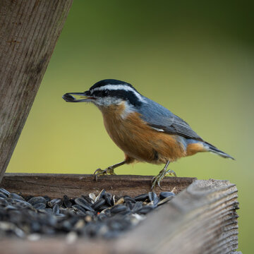 Red-breasted Nuthatch (Sitta canadensis) inside a bird feeder filled with sunflower seeds.