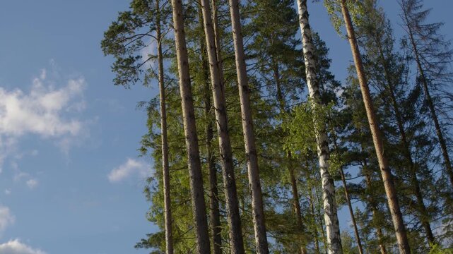 Tall pine and birch trees against blue sky. low angle shot