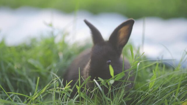 A small rabbit appears in the grass, exploring the soft green surroundings. The rabbit nibbles on the grass while being surrounded by lush, vibrant greenery.