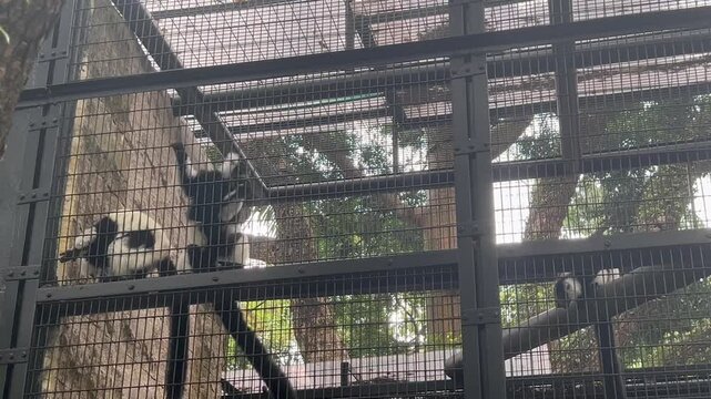 black and white ruffed lemurs varecia variegata climbing and resting inside enclosure at hong kong zoological and botanical gardens, concept of wildlife, conservation, tourism