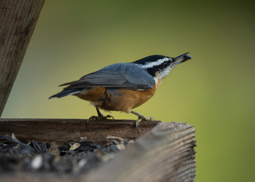 Red-breasted Nuthatch (Sitta canadensis) inside a bird feeder filled with sunflower seeds.
